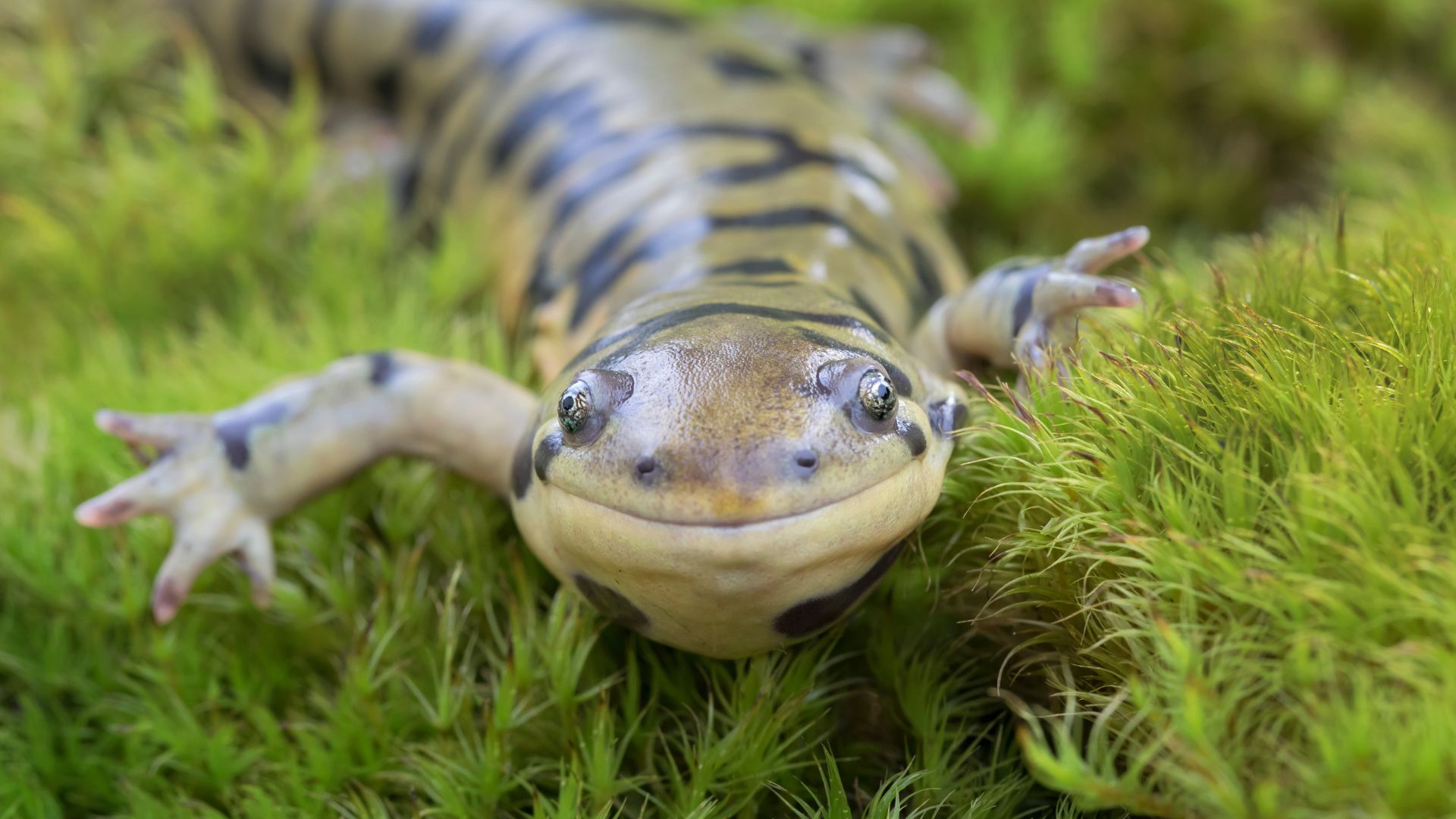 Tiger salamander smiling while crawling through grass