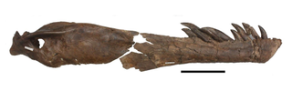 The right lower jaw of the daspletosaurus. Notice the bitten break point, which was possibly caused by another large tyrannosaur, the researchers said.