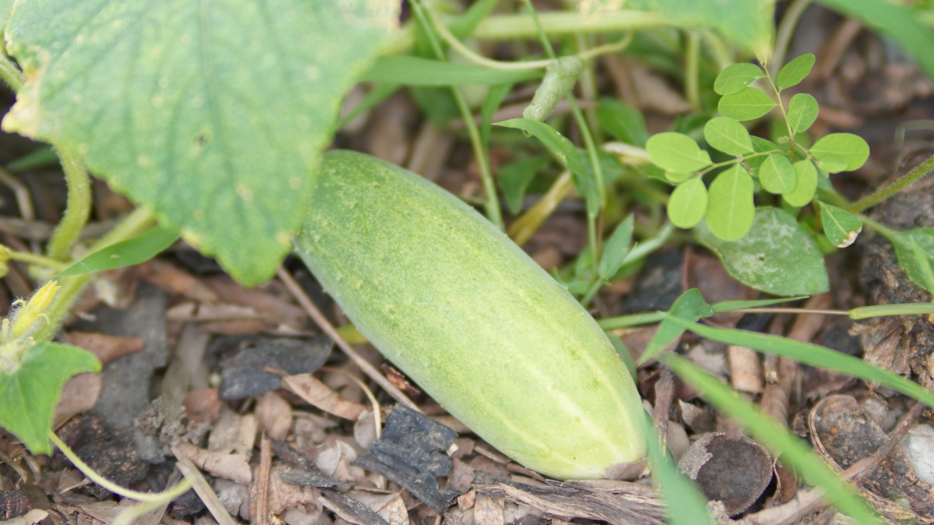 picture of cucumber growing in vegetable patch