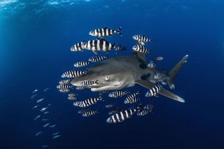 Shark by Greg Lecoeur