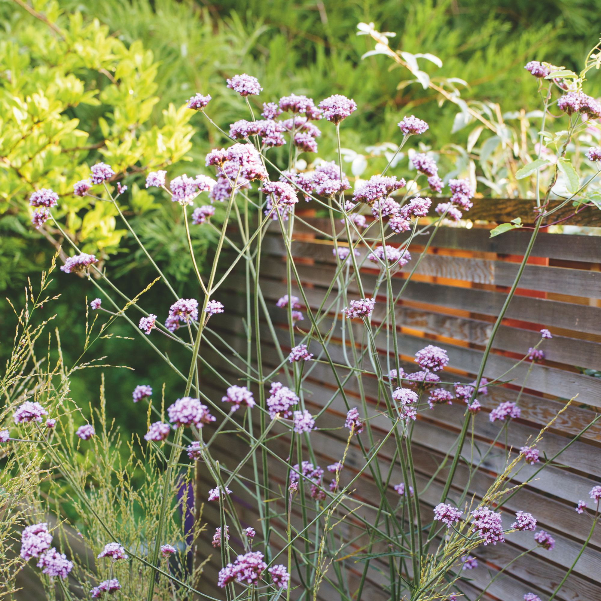Verbena bonariensis flowers growing in garden