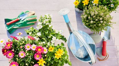 watering can with flowers and gardening gloves