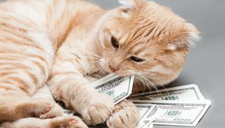 cat with dollar bills