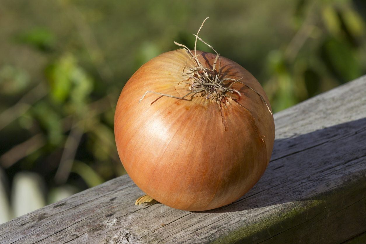 sweet onion