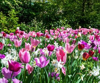 mass of pink, purple and cream tulips