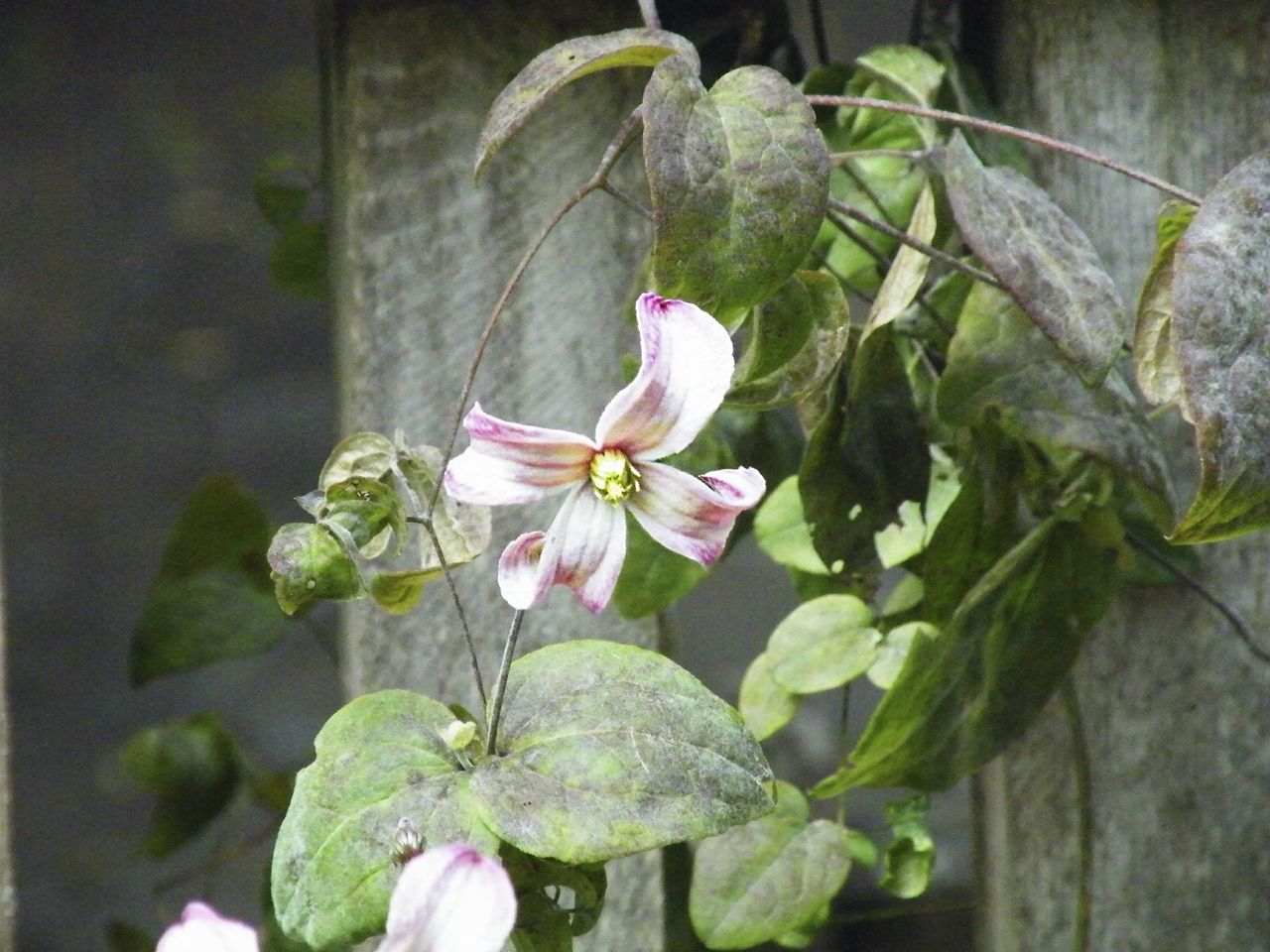 Clematis Vines