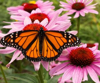 monarch butterfly on coneflower flower head