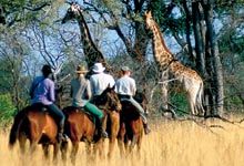 giraffe_safari.jpg