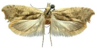 One of the new moth species, Ypsolopha straminella.