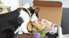 KitNipBox Monthly Cat Subscription Box