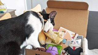 KitNipBox cat subscription box