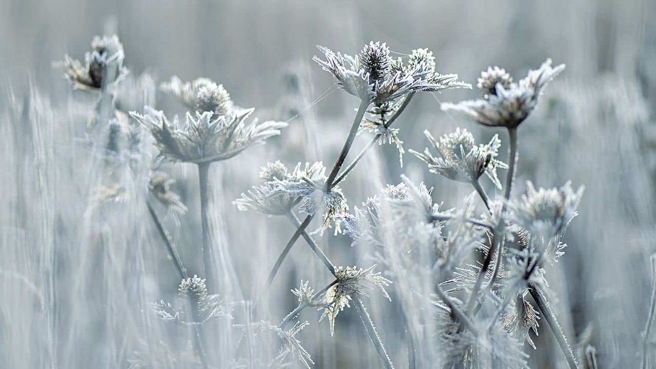 Sea holly flower seed heads covered in frost