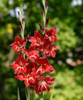 Gladiolus 'Claudia' has striking red flowers