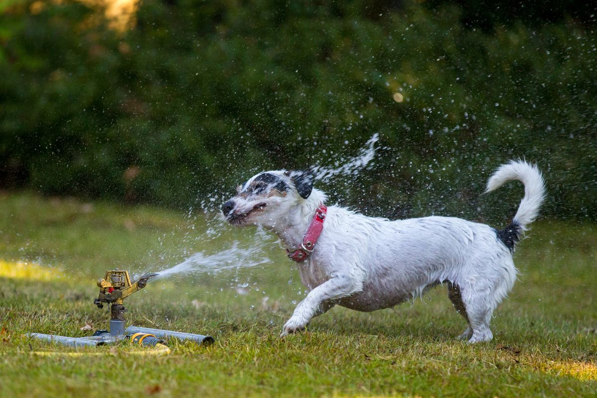 Top tips for growing grass with dogs without keeping your pet off the