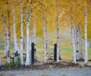 Quaking aspen trees with yellow autumn leaves