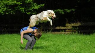 Australian Shepherd dog jumping over person, doing trick