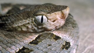 Closeup of a coiled fer-de-lance pit viper, with grey and brown scales.