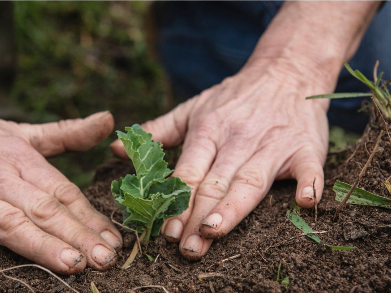 Gardener Planting In The Garden