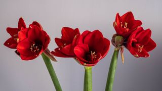 A red amaryllis with six flowers blooming