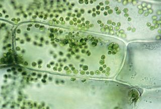 closeup of green chloroplast