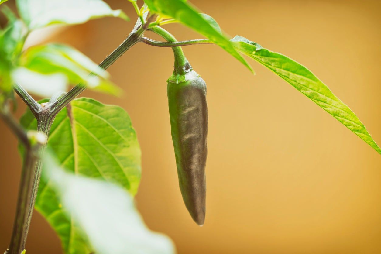 Indoor Hot Pepper Plant