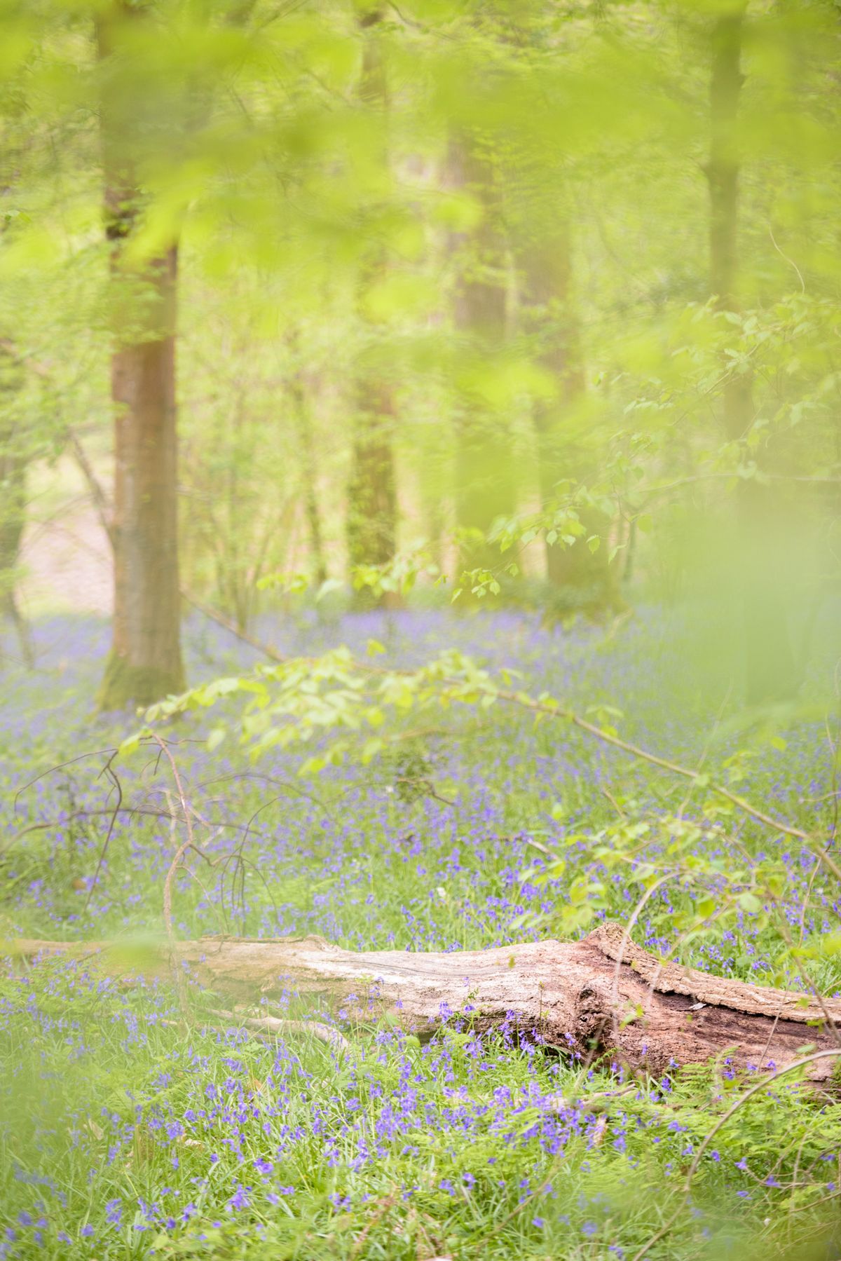 Bluebell woodland scene