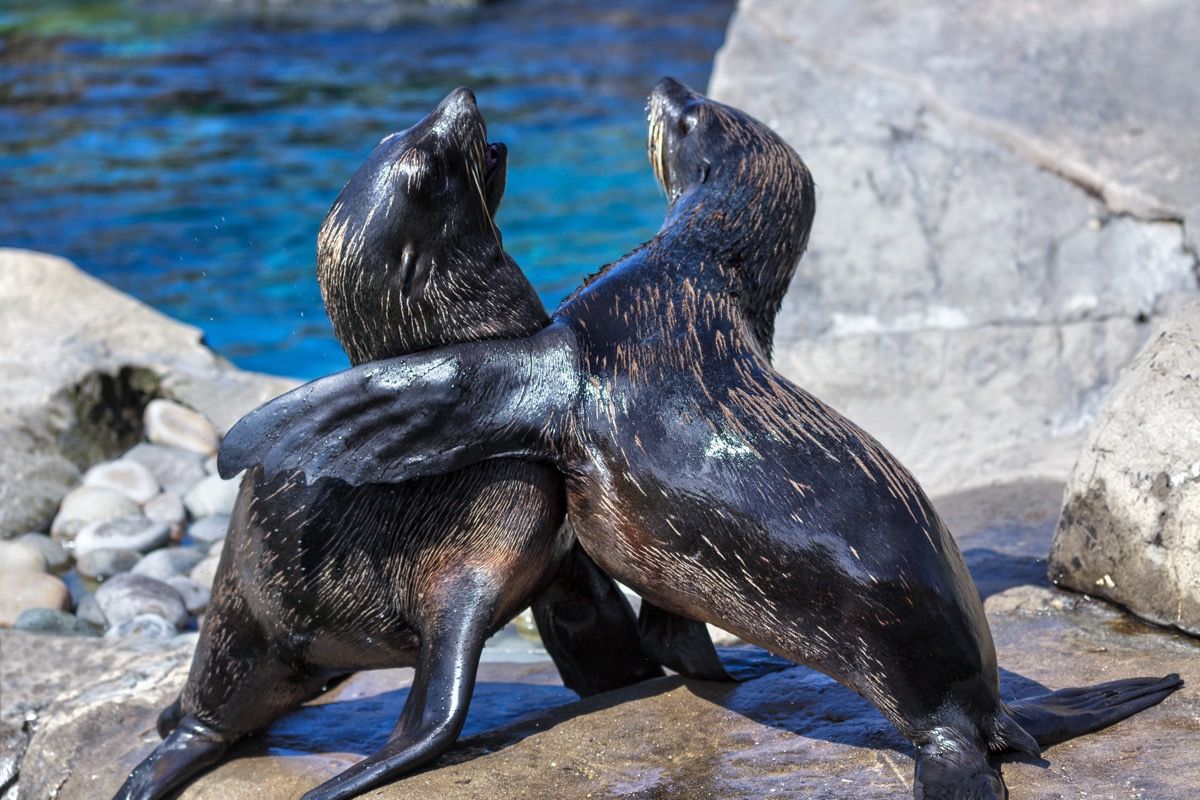Invisible Stew of Plastic Pollution Found in Fur Seal Poop | Live Science