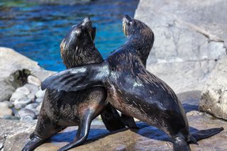 Plastic pollution has reached some of the ocean&#039;s top predators South American Fur Seals (&lt;em&gt;Arctocephalus australis&lt;/em&gt;).