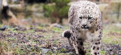 Snow leopard