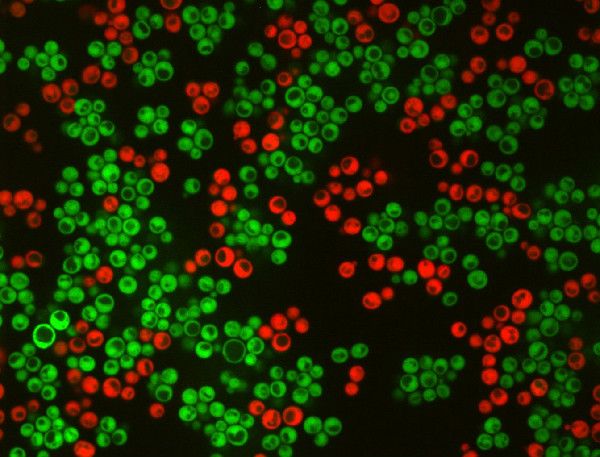 Clumps of Cooperating Yeast Provide Clue to Evolution of Multicellular Life