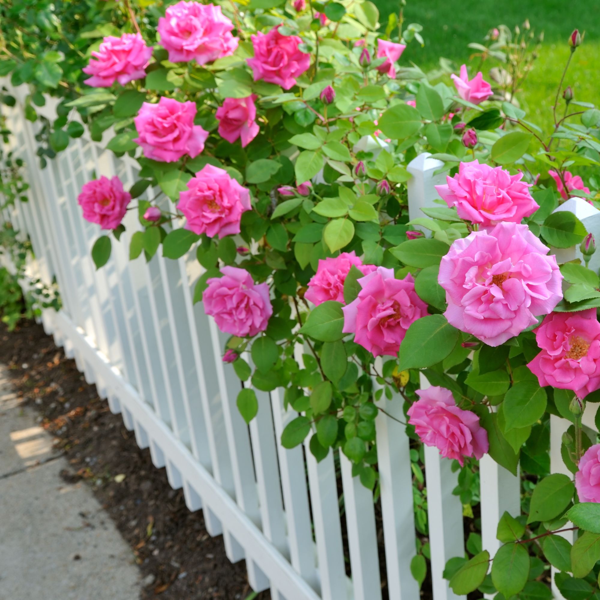 white fence with climbing roses