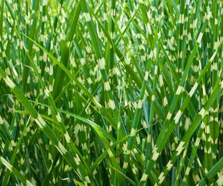 Zebra grass closeup