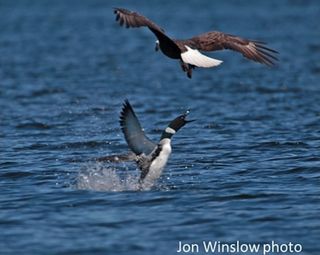 In a separate incident from the one described here, a loon launches out of the water to scare off a bald eagle.