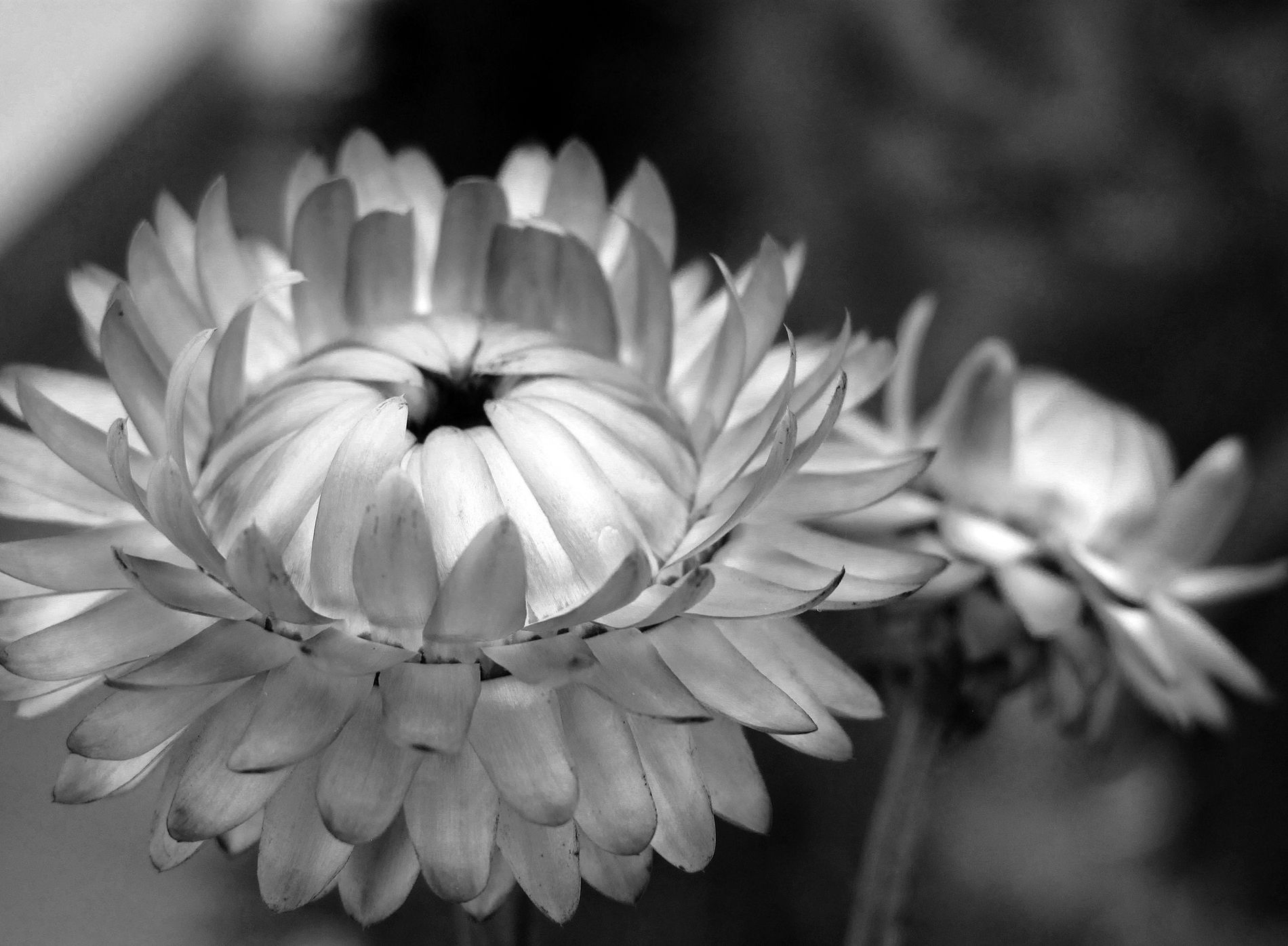 GuruShots - Powerful Black & White Jan 26