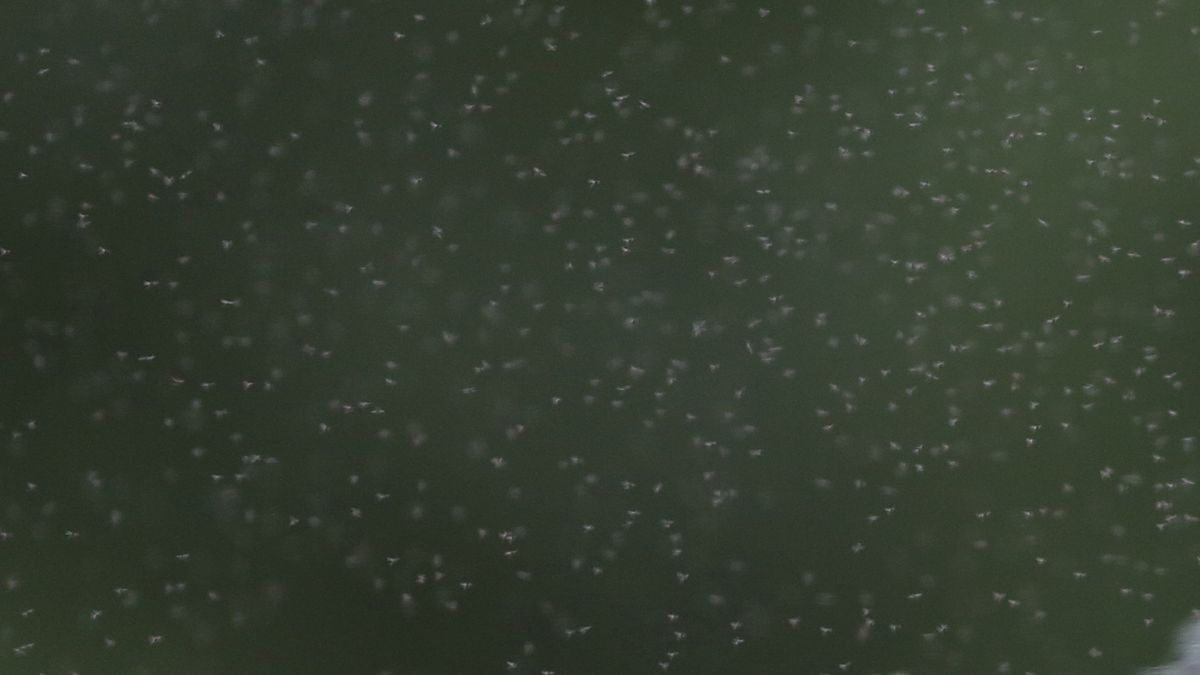 A cloud of midges