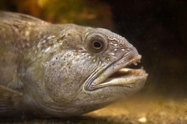 atlantic-wolffish-fish-110718-02