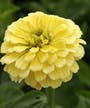 Zinnia elegans 'Isabella' from Sarah Raven