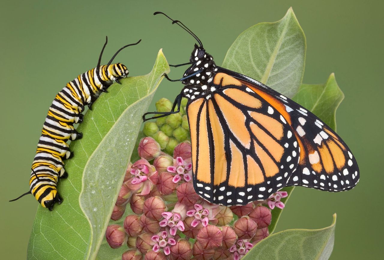 Caterpillar And Butterfly On A Plant