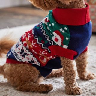 A small brown mixed bred dog wearing a navy blue fair isle Christmas sweater with Sant printed all over, for Christmas sweaters for dogs.