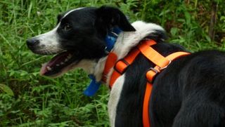 A dog named Pepper was trained to detect dung of the rare Javan rhino in the forests of Vietnam as part of a WWF project aimed at estimating the remaining population.