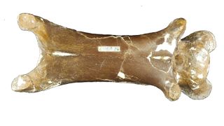This bone is from the middle of the neck of Cryodrakon boreas; the front of the bone is to the left, and it measures about 7 inches (18 centimeters) long.