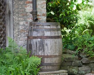 old rustic barrel collecting water from a drainpipe in a shady garden beside trellis