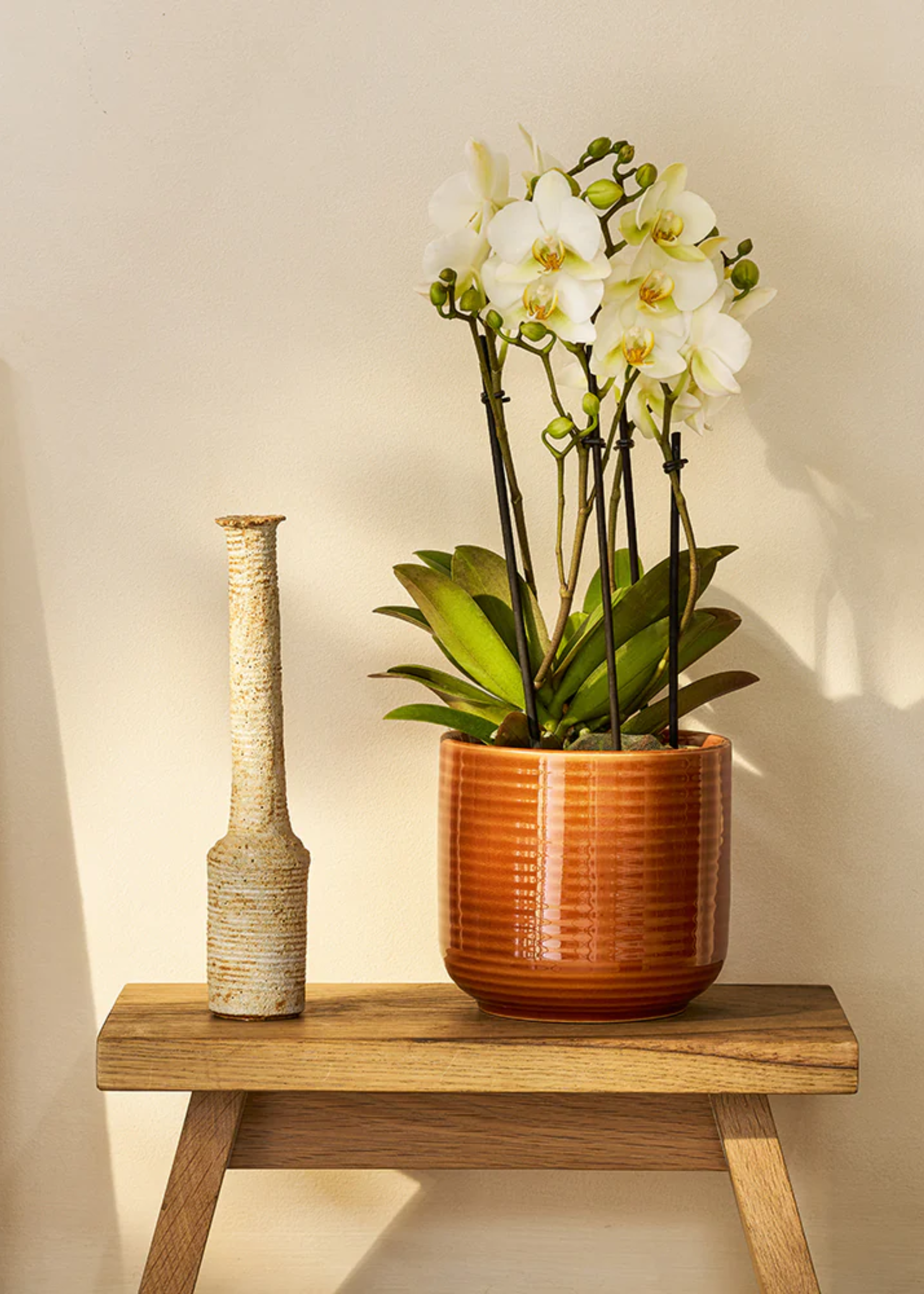 A potted white orchid in a ribbed orange glazed ceramic planter on a wood stool by a tall and slender vase