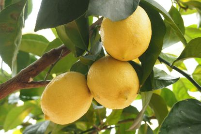 How to grow lemon trees