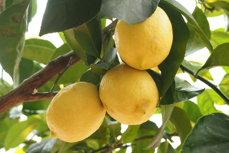 When Lemon Trees Bear Fruit / Everything You Need To Know About Meyer Lemon Trees This Old House - Young lemon trees are pruned as often as needed to shape their structural framework.