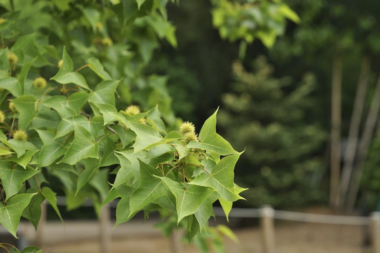 London Plane Tree