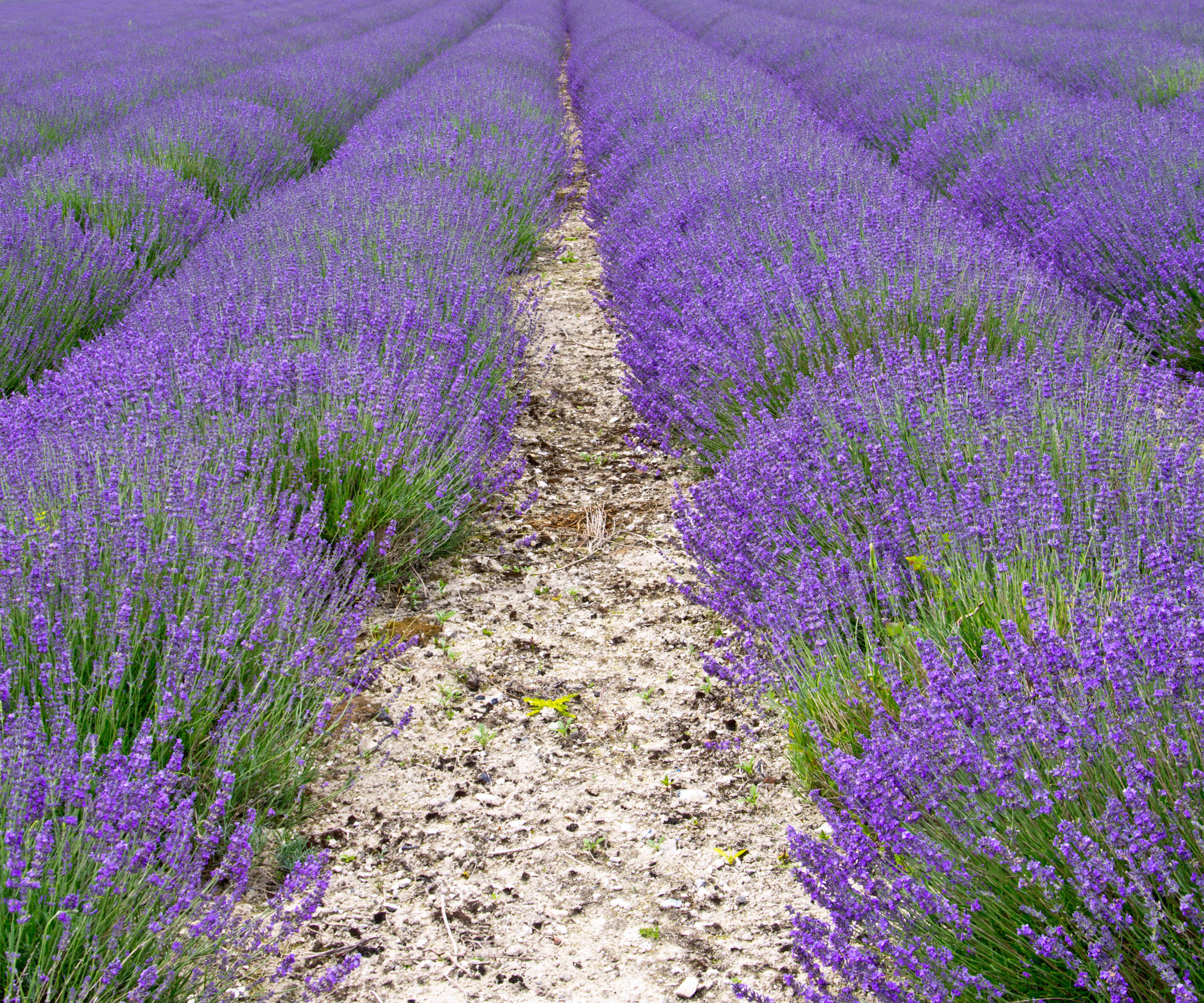 bushy lavender plants flanking chalky path