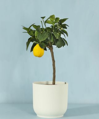 small potted lemon tree
