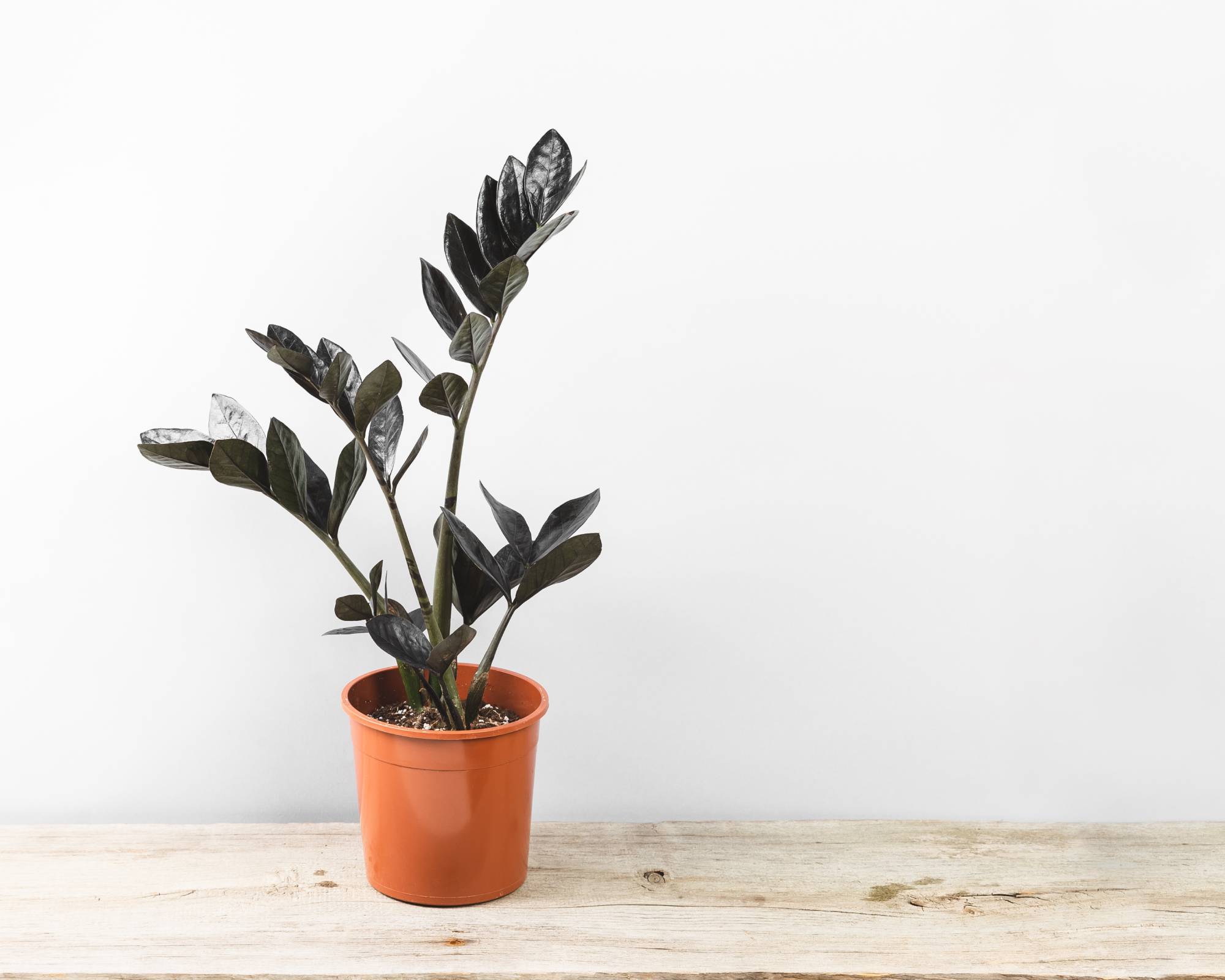 Raven zz plant on white background