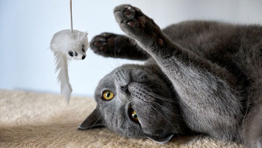 Cat laying on its back playing with a wand toy